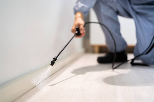 Bed Bug Pre-Treatment Preparation Assessment in Linden